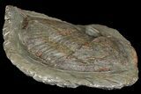 Huge, Ordovician Trilobite (Megistaspis) - Fezouata Formation #174858-2